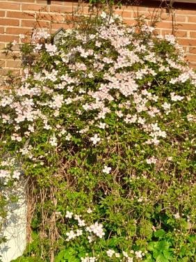 Clematis roze