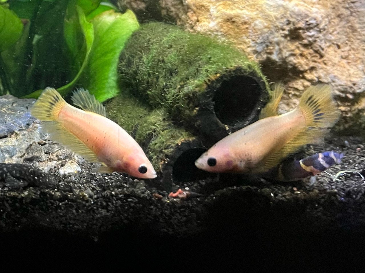 Betta vissen vrouw geel, blauw