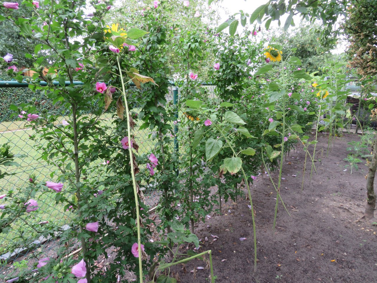Hibiscus op stam
