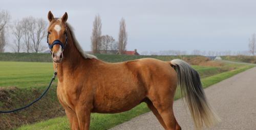 3 jarige Palomino hengst met goede papieren