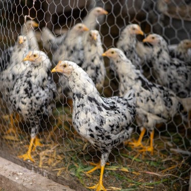 Jonge hennetjes Bonte Leghorn kippen te koop