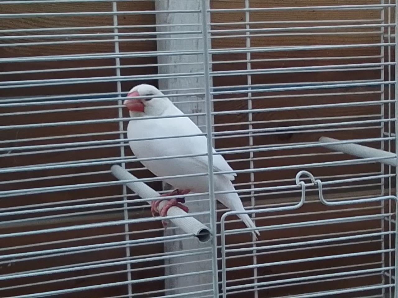 Rijstvogel man