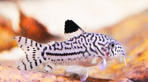 6 x corydora Hoplisoma julii wildvang!