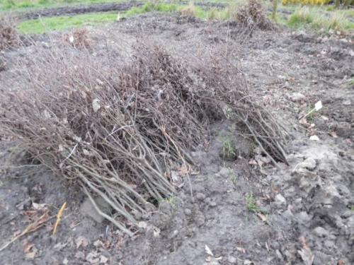 Zeeuwse haag / natuurlijke beplanting/inheemse struiken