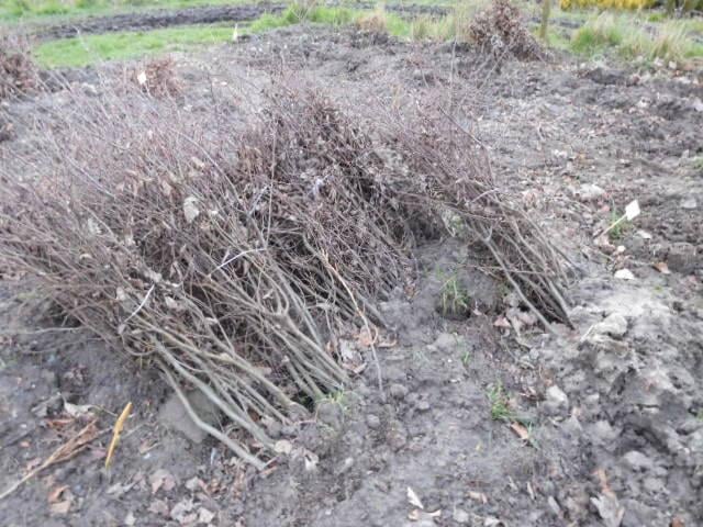 Zeeuwse haag / natuurlijke beplanting/inheemse struiken