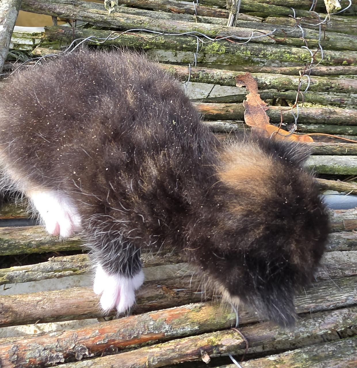 Kitten kittens poes poesjes kat katjes