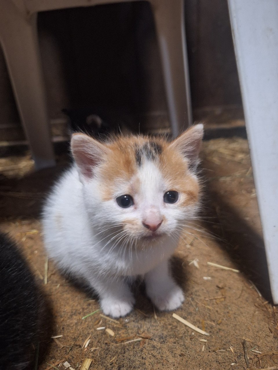 Lieve Kittens te koop!