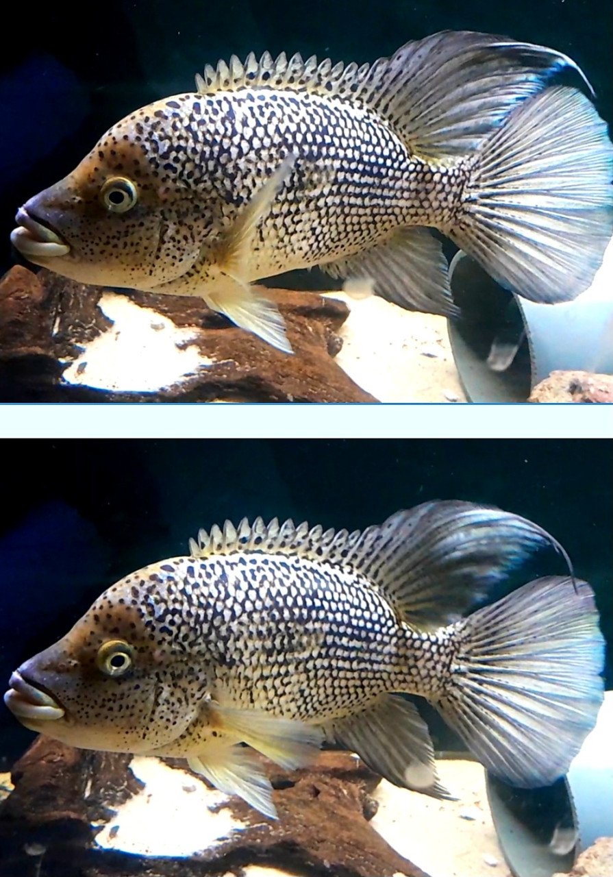 Hatiensis cichliden