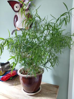 Asparagus falcatus plant