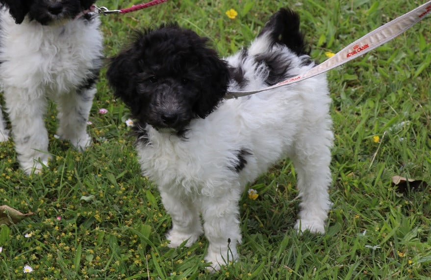 Labradoodle pups bont van kleur