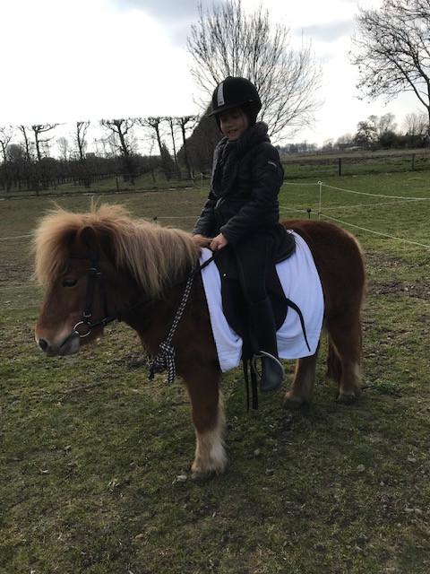 Shetlandpony"s