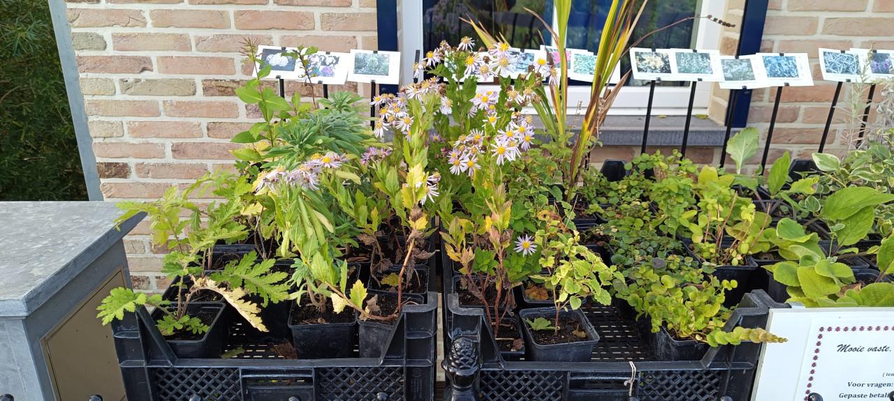 Het plantenkraampje sluit op 1 november ! Kom nog snel even langs...