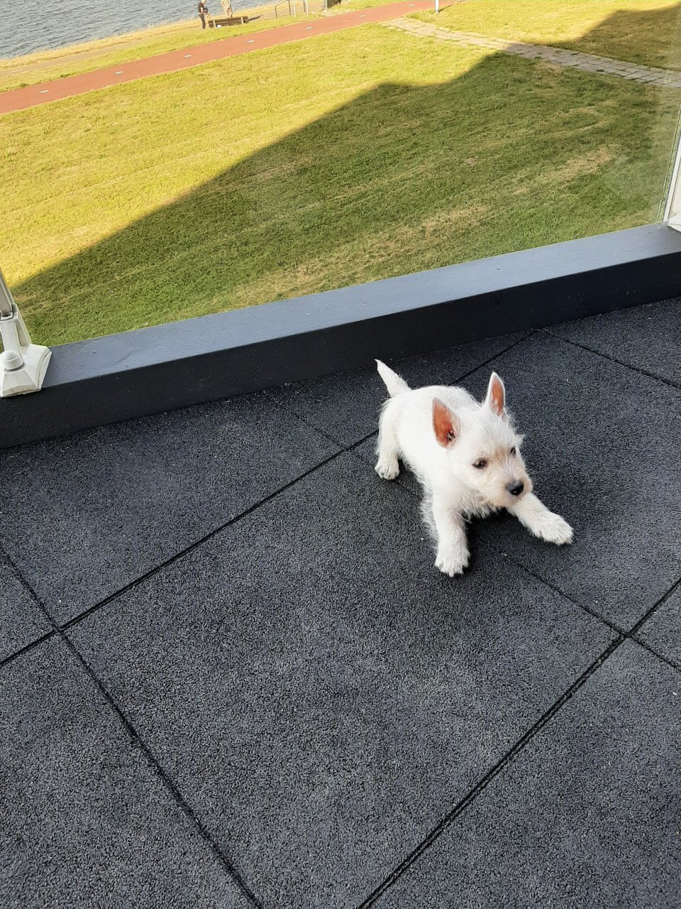 West highland White Terrier