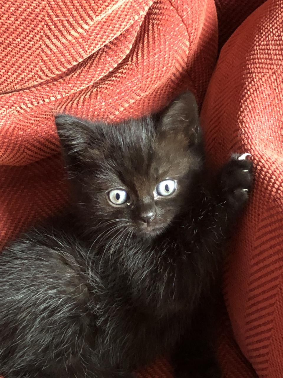 Lieve kittens