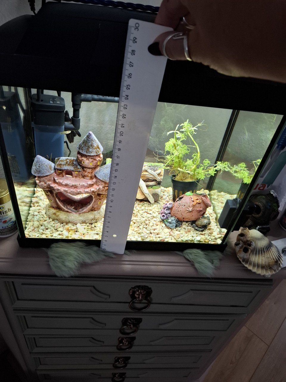 Compleet aquarium met alles erop en eraan