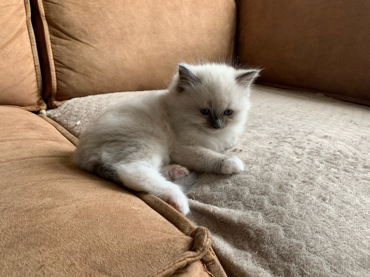 Prachtige ragdoll kittens