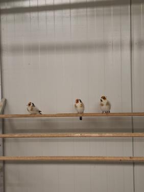 3 majoor putters, mannen
