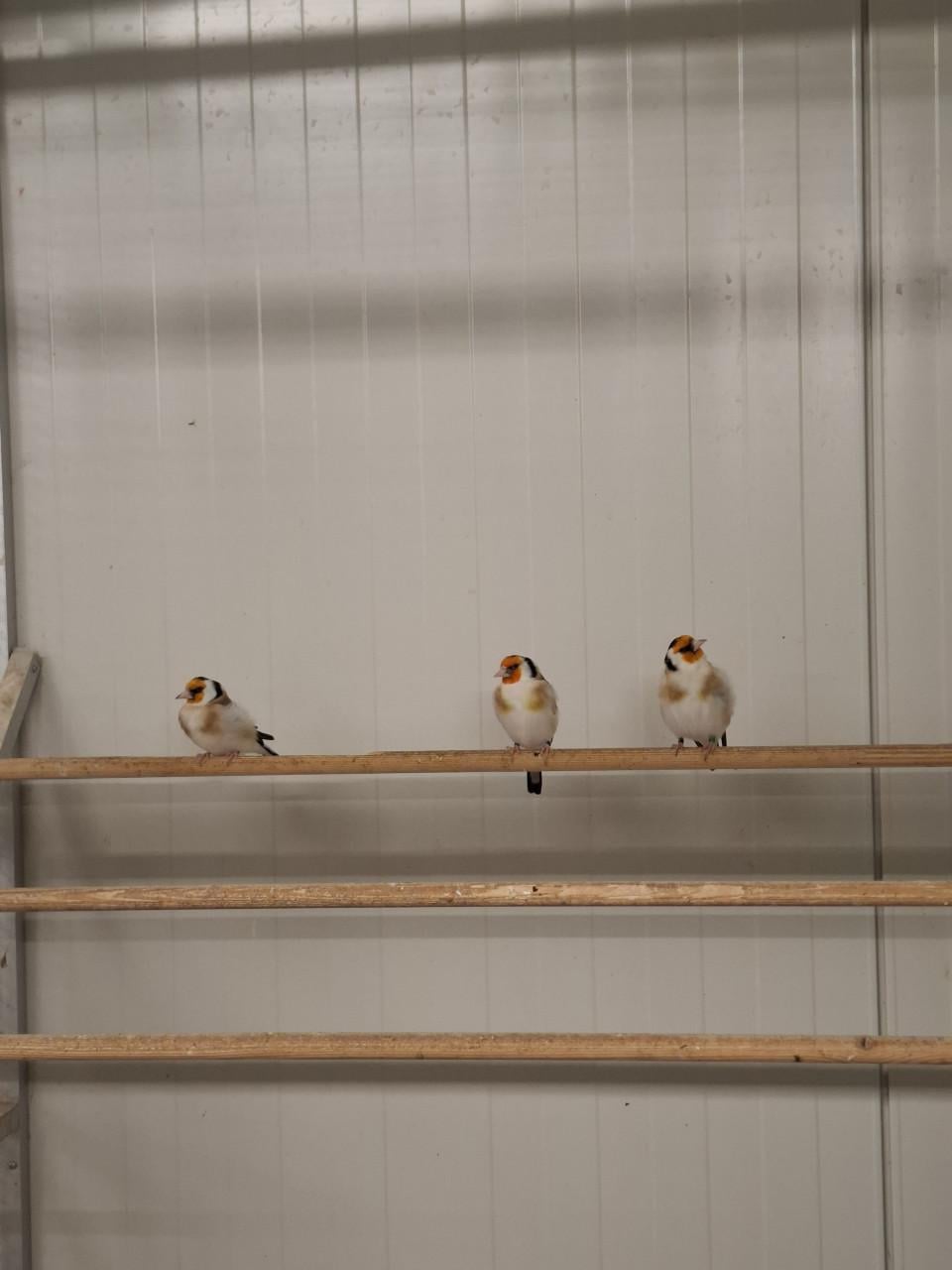 3 majoor putters, mannen