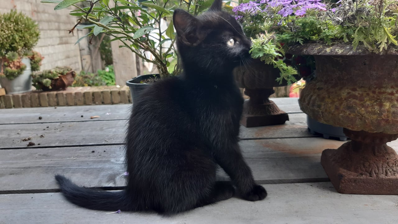 Kittens