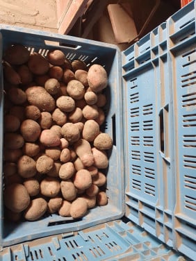 Bildstar aardappelen