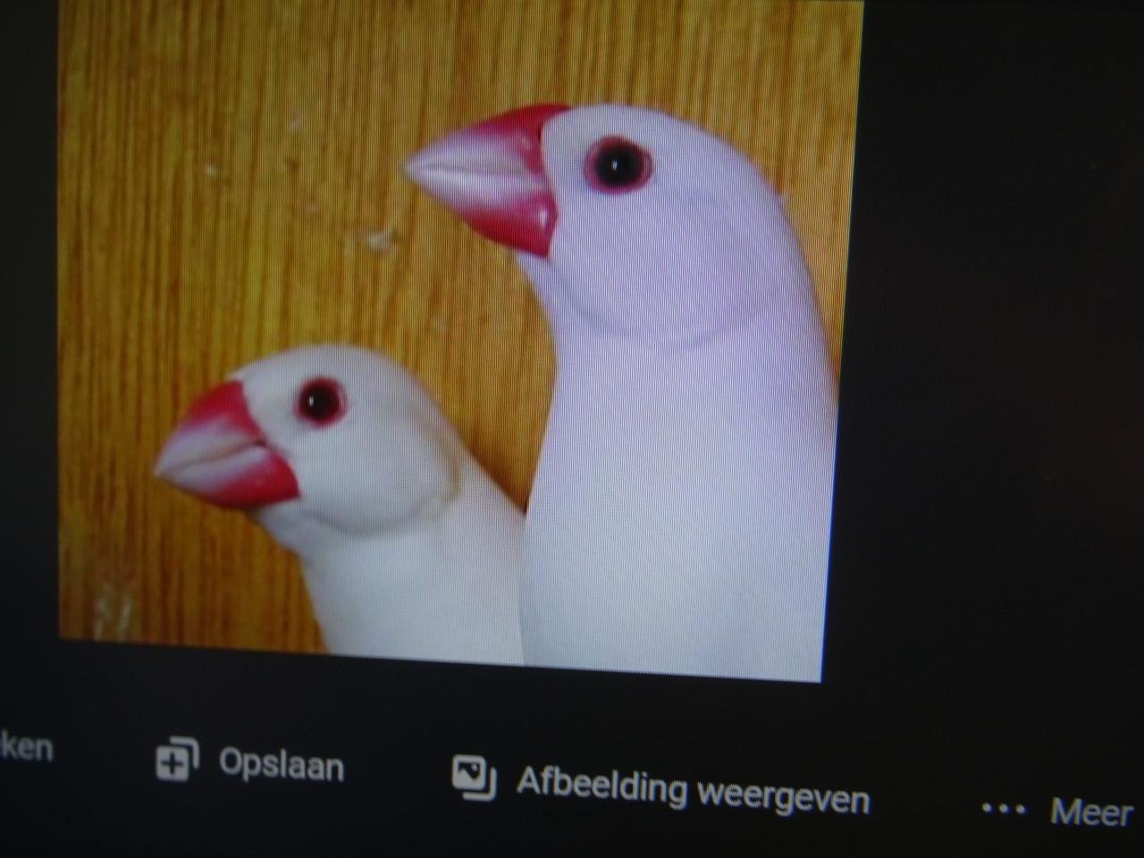 Te koop koppel witte rijstvogels broedrijp ook wildkleur koppels