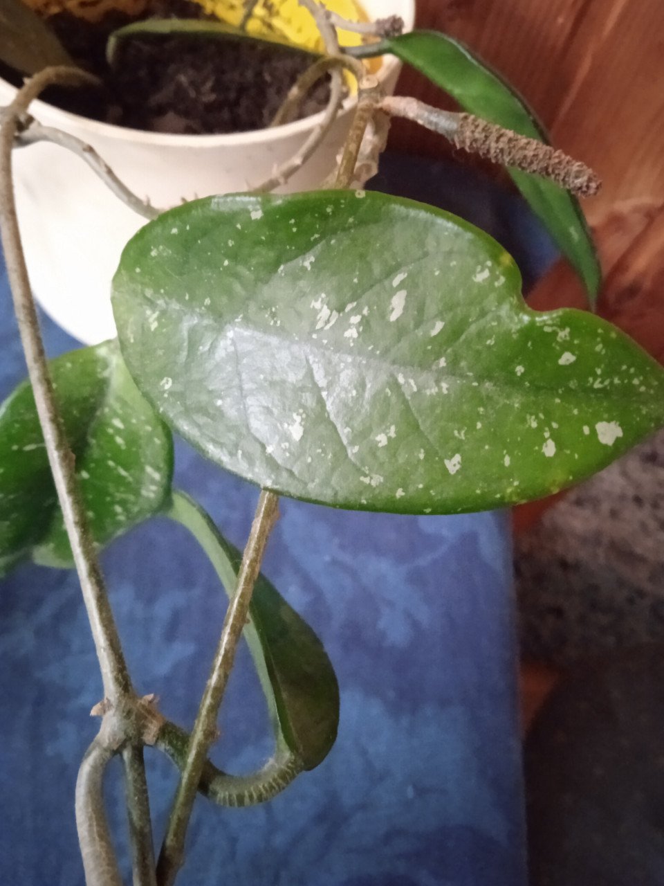 Hoya carnosa met drie stekken plant
