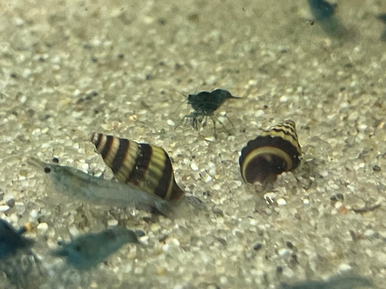 Anatome Helena slakken