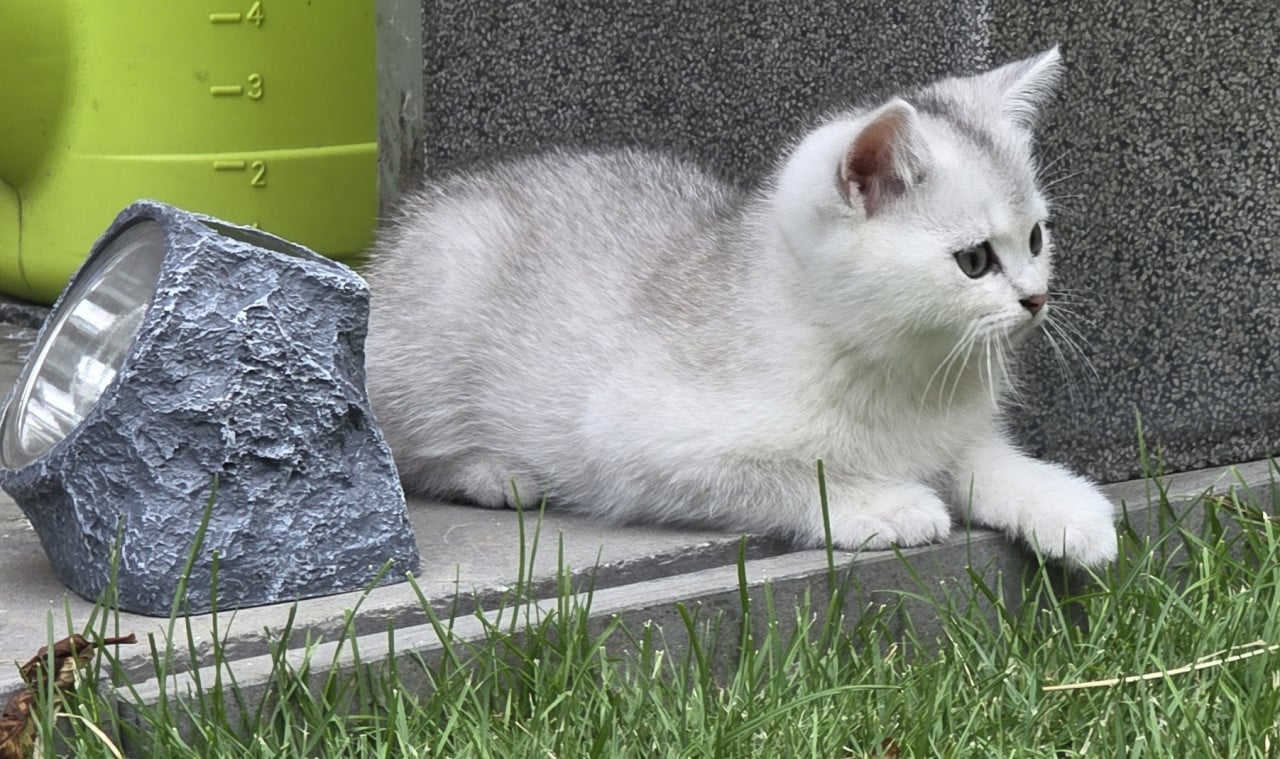 Brits korthaar Black silver shaded kitten (kater)