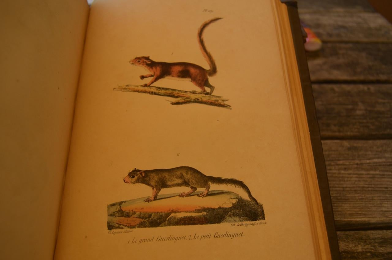 Oeuvres complet de Buffon 1833 fraai!!