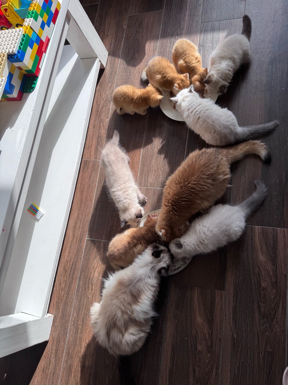Kittens britse korthaar black golden shaded met stamboom