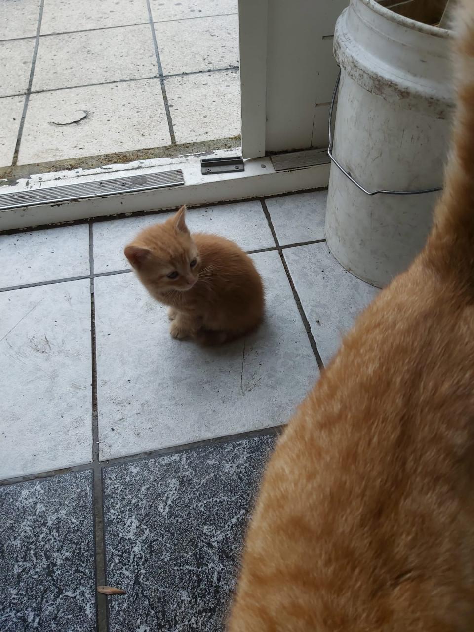 Kitten