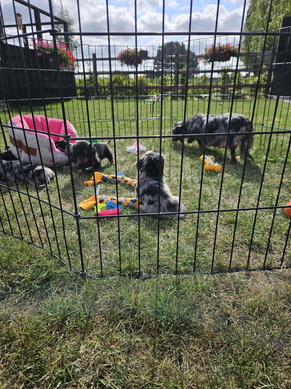 Hondenkennel zoekt personeel