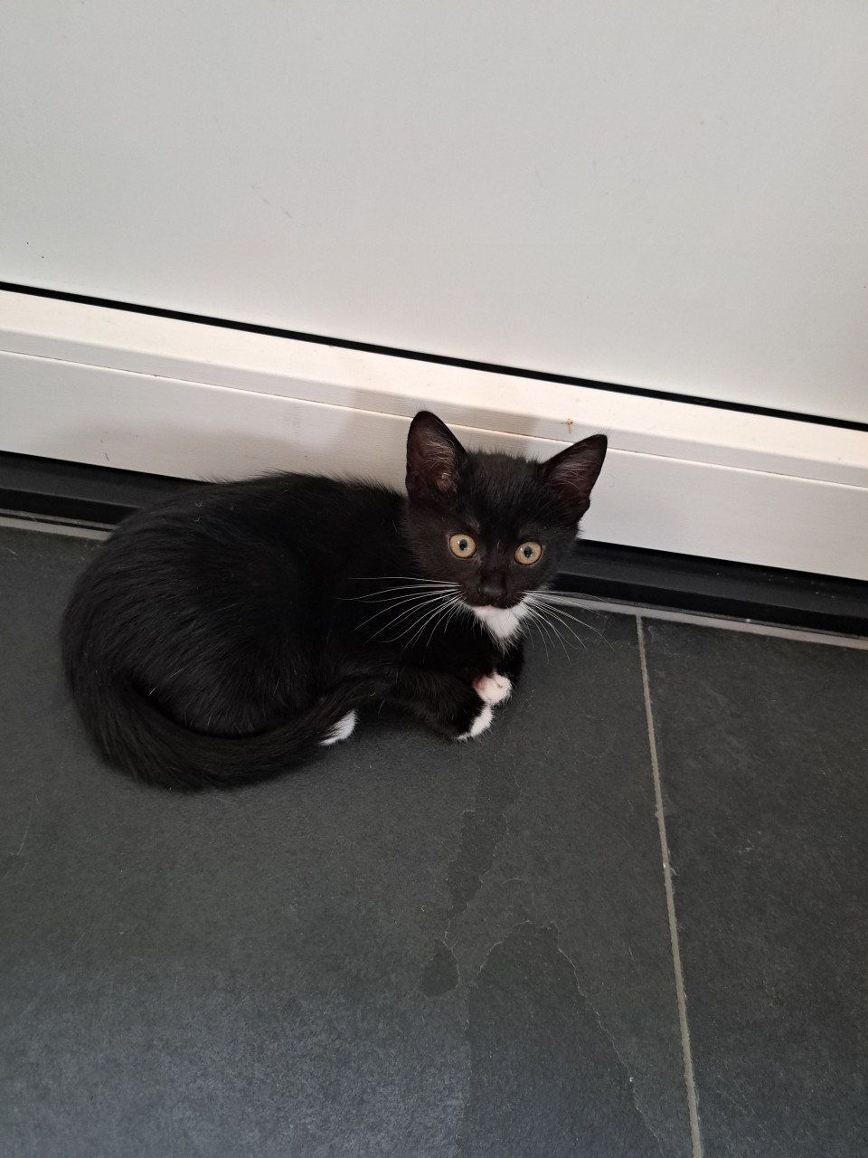 2 lieve kittens