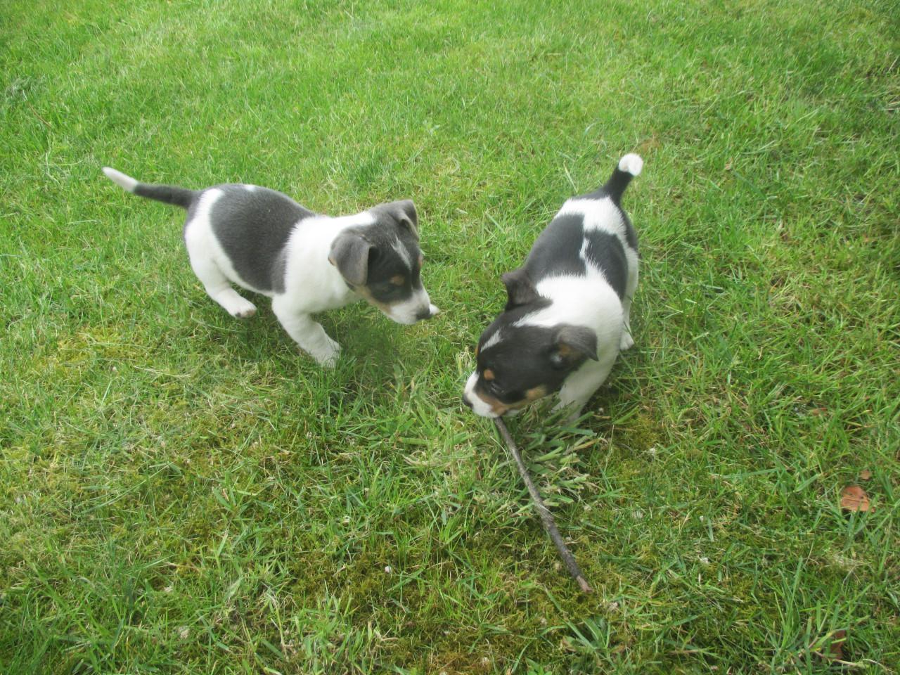 Mooie jack russell pups