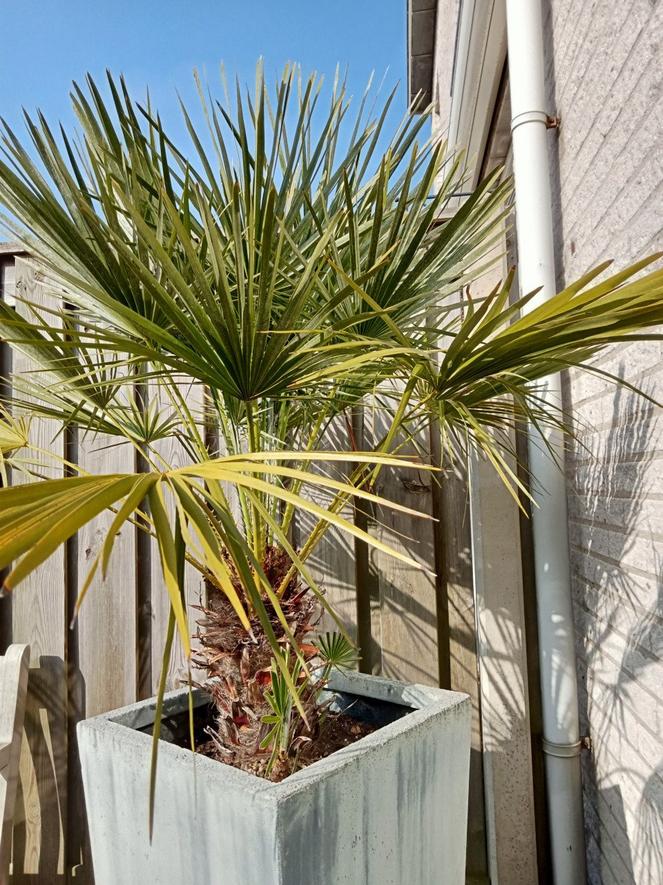 Plant