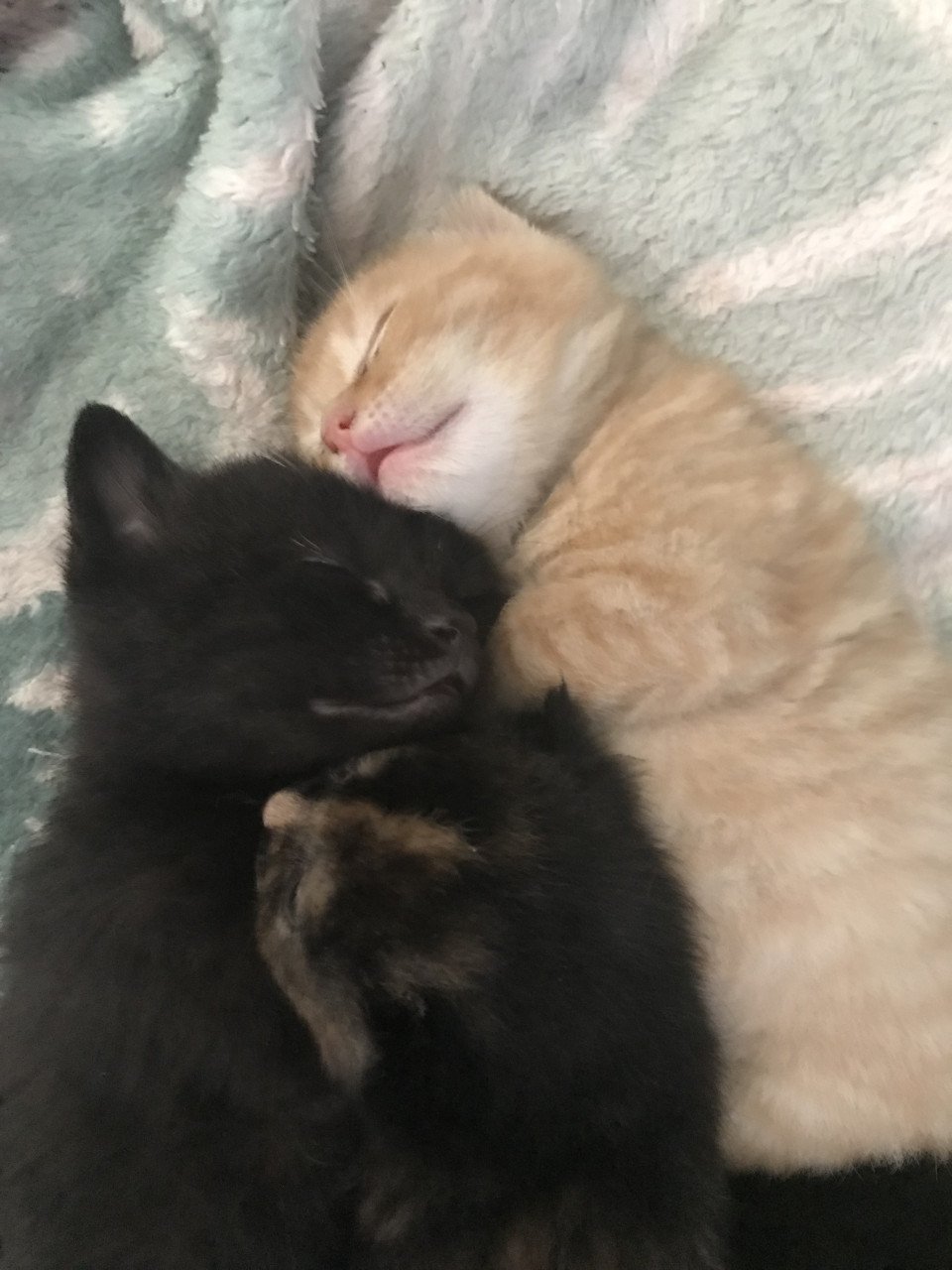 Kittens (bij interesse graag appen!)