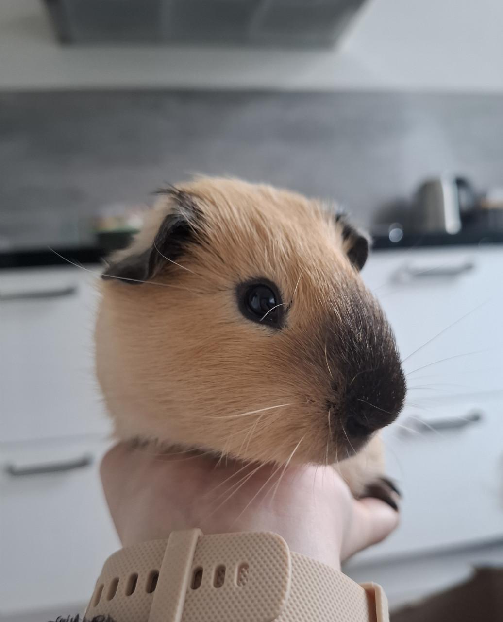 Lief tam cavia beertje 12 weken