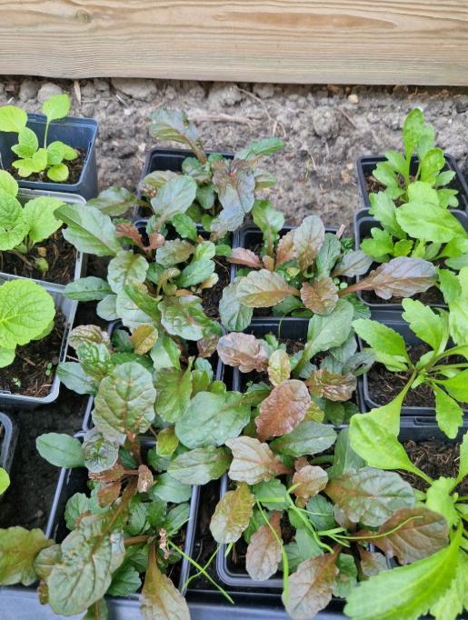 Gifvrije vaste tuinplantjes - zelfgekweekt