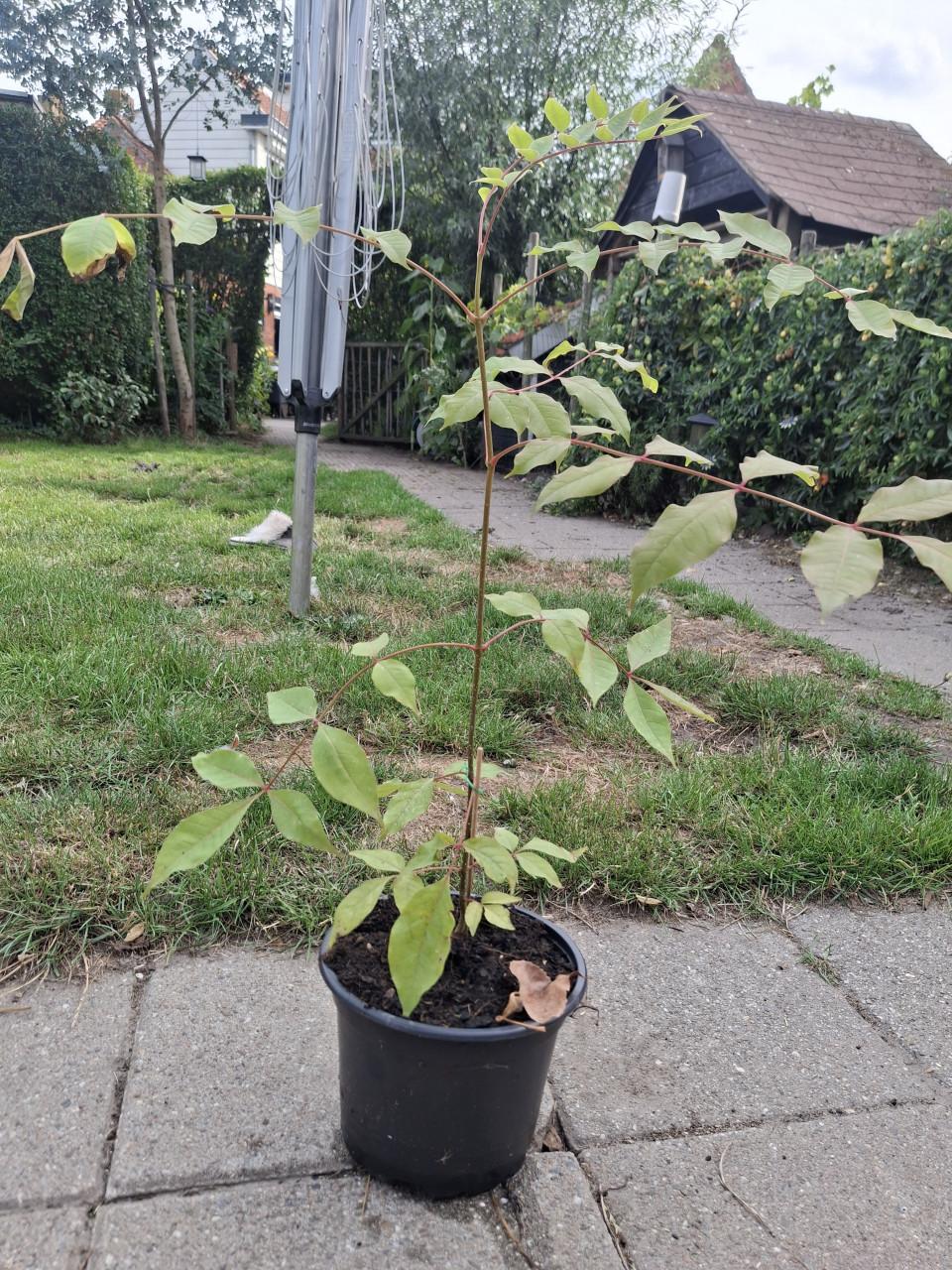 Bijenboom