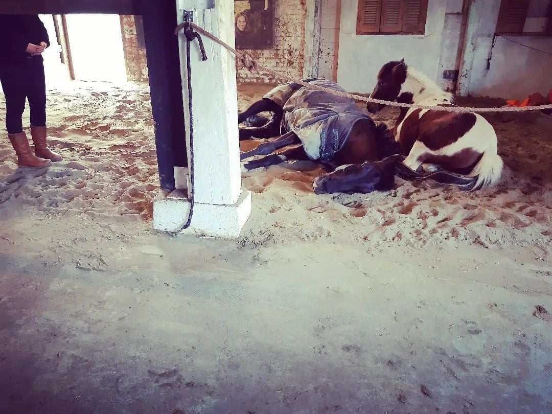 Familieopstellingen met paarden