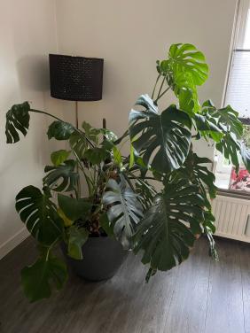 Plant