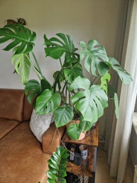 Kamerplant