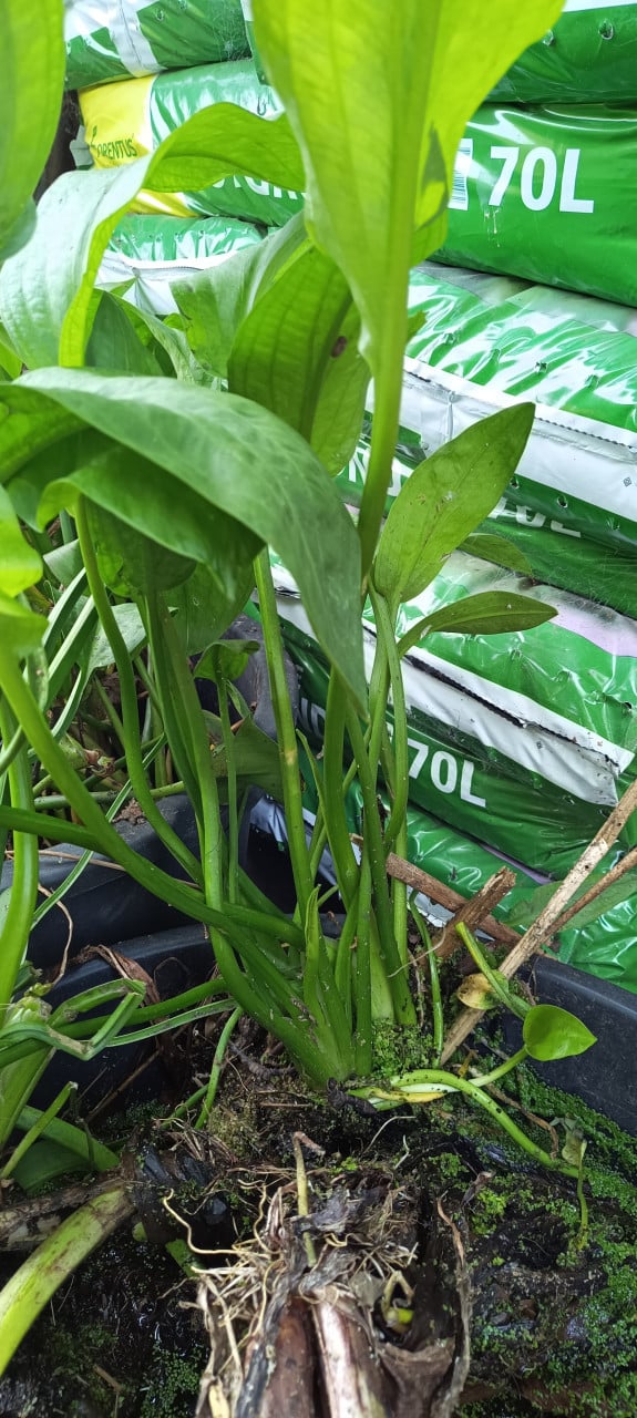 Zuurstofplanten en vijverplanten:  Snoekkruid, Krabbescheer Gele aronskelk.