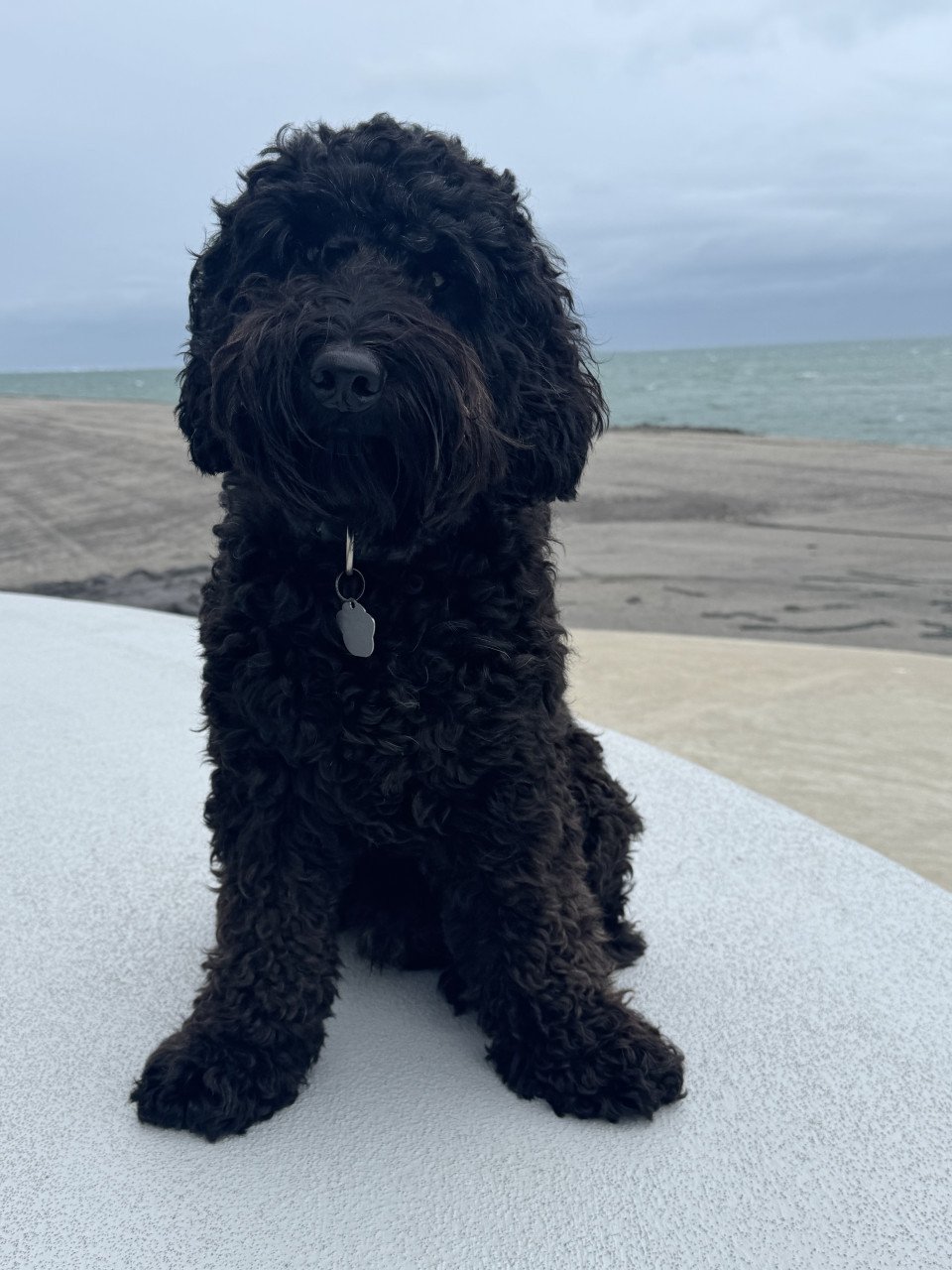 Honden uitlaat gevraagd in kamperland (schotsman)
