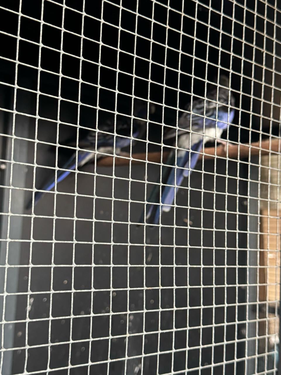 Koppel blauwe penanten