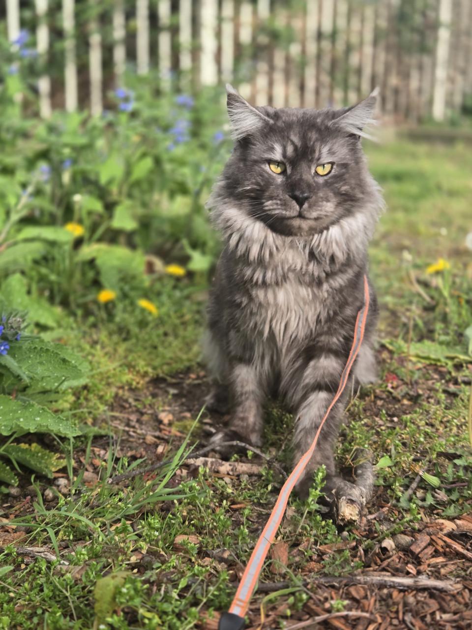 Prachtige maine coon dekkater
