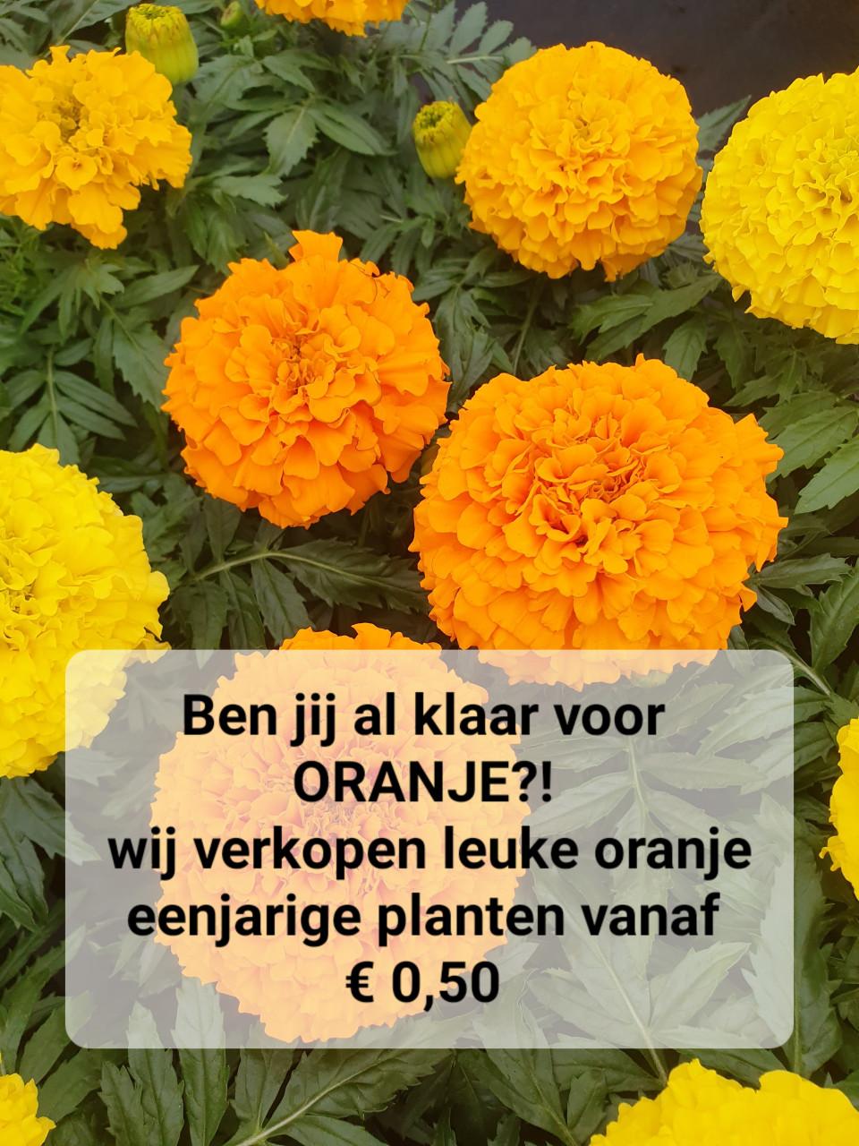 TUINPLANTEN Oudelande