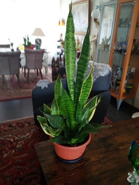 Plant Sansevieria