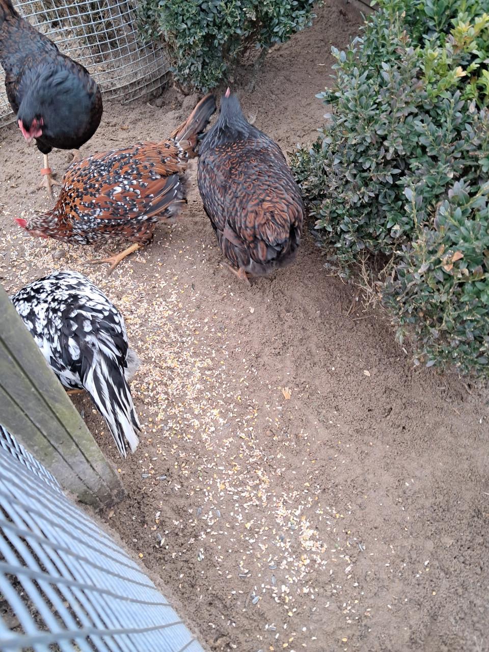 1 Dubbelgezoomde barnevelder te koop