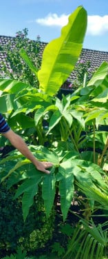 Tetrapanax, Rijstpapierplant.
